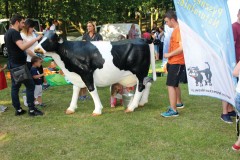 Dojenie krowy to prawdziwe wyzwanie dla najmłodszych i dobra zabawa.