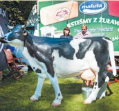 Tradycyjnie konkurs „dojenia krowy na czas” wyzwolił prawdziwie sportowe emocje tak wśród uczestników jak i publiczności.