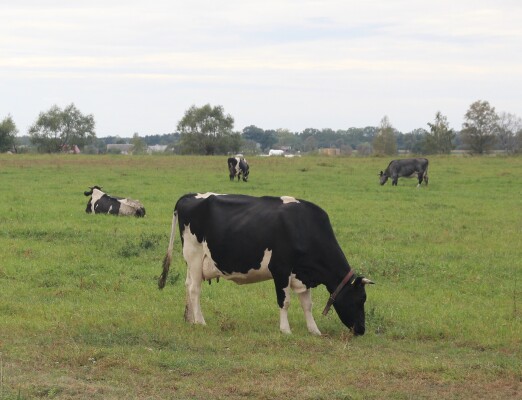 IMG 2439 — kopia.JPG